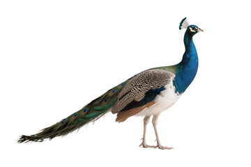 Naklejka premium Peacock – Vibrant Blue Necked Majestic Bird, Stunning Iridescent Feather Display, Isolated On White Transparent Background PNG Object Cut Out Social Media Advertisement Banner Label Poster Download