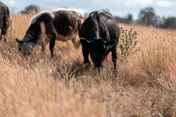 Stud beef cows in a field on a farm in England. English cattle in a meadow grazing on pasture in...