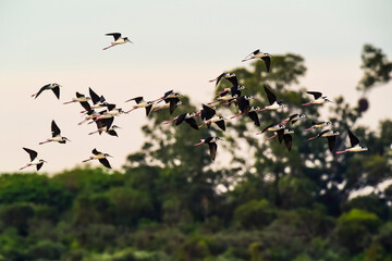 Southern Stilt, Himantopus melanurus in flight, Ansenuza National Park, Cordoba Province, Argentina