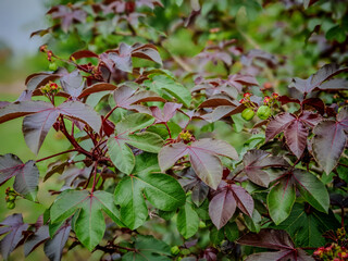 A close-up of the Bellyache Bush (Jatropha gossypiifolia), showcasing vibrant green leaves, reddish-purple foliage, and small growing fruits isolated on a clean white background.