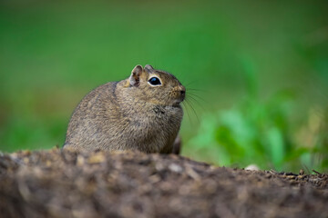 Desert Cavi, Lihue Calel National Park, La Pampa Province, Patagonia , Argentina