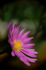 Obraz premium Close-up of beautiful purple flowers Aster blossoms in the park