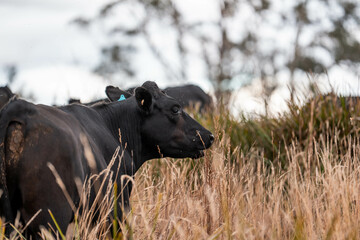 Stud beef cows in a field on a farm in England. English cattle in a meadow grazing on pasture in...