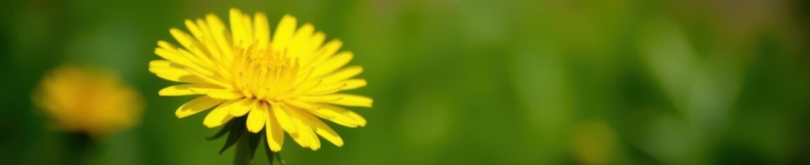 Dandelion flower displaying numerous yellow ray florets , sunlit, flower, Asteraceae