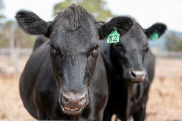 Stud beef cows in a field on a farm in England. English cattle in a meadow grazing on pasture in...