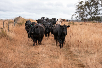 Stud beef cows in a field on a farm in England. English cattle in a meadow grazing on pasture in springtime. Green grass growing in a paddock on a sustainable agricultural ranch.