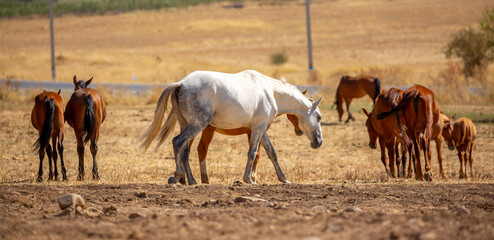 Obraz premium A herd of horses graze in the meadow in summer, eat grass, walk and frolic. Pregnant horses and foals, livestock breeding concept.