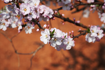 pink cherry blossom