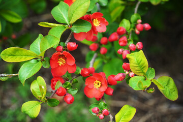 red flower and green leaves
