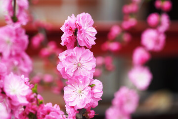 pink flowers on a tree