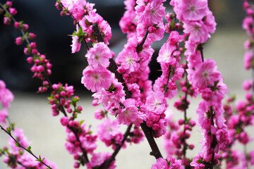 pink flowers on a tree