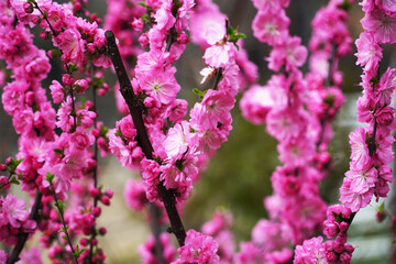 pink flowers on a tree
