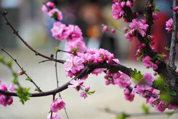 pink flowers on a tree