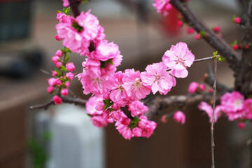 pink flowers on a tree