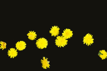 yellow flowers on black background