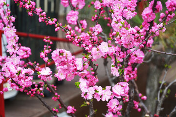 pink flowers on a tree
