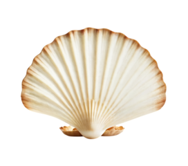 White elegant sea jacobean scallop shel isolated on transparent background,seafood, shell, animal, mollusc, nature, marin, aquatic, 21