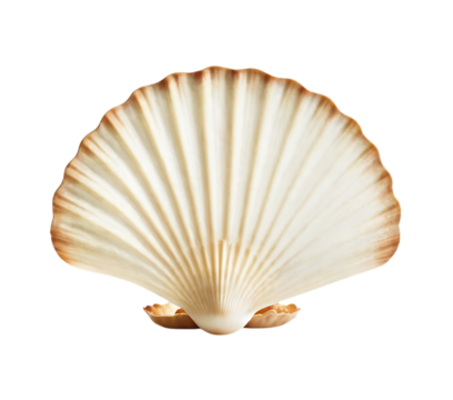 White elegant sea jacobean scallop shel isolated on transparent background,seafood, shell, animal, mollusc, nature, marin, aquatic, 21