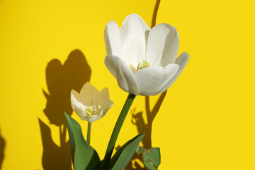 yellow and white tulips