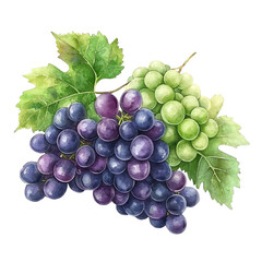 Fototapeta premium A close-up view of watercolor painted bunch of grape