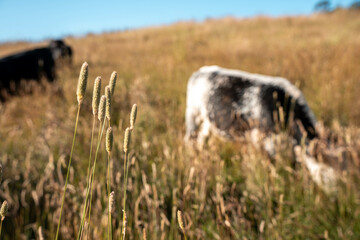 Stud beef cows in a field on a farm in England. English cattle in a meadow grazing on pasture in springtime. Green grass growing in a paddock on a sustainable agricultural ranch.