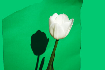 white tulip on white background