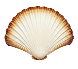 White elegant sea jacobean scallop shel isolated on transparent background,seafood, shell, animal, mollusc, nature, marin, aquatic, 2