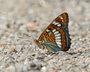 Poplar admiral (Limenitis populi) on the ground.