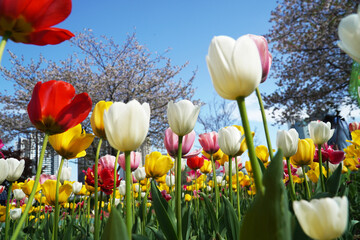 red and yellow tulips