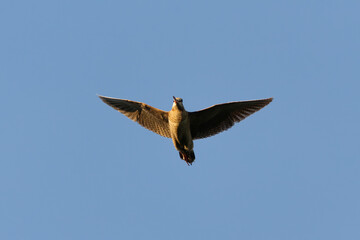 Eurasian woodcock (Scolopax rusticola) flying in the sky in summer.