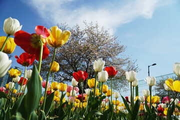 red and yellow tulips