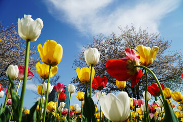 field of tulips and blue sky