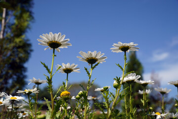daisies in the sky