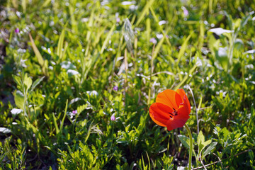 red poppy flower