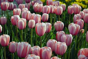 pink tulips in the garden