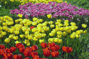 field of red tulips