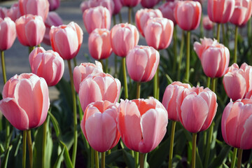 pink tulips in the garden