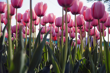 purple and white tulips