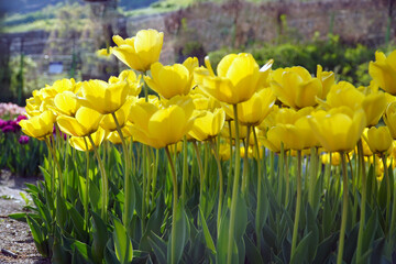 yellow and red tulips