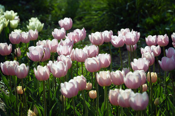 pink and white tulips