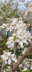 Tree branch covered in abundant white blossoms during spring