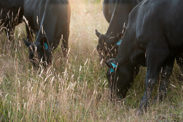 Fototapeta premium Stud beef cows in a field on a farm in England. English cattle in a meadow grazing on pasture in springtime. Green grass growing in a paddock on a sustainable agricultural ranch.
