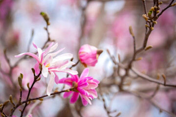 Blooming magnolia in spring. Beautiful buds of pink flowers close-up with blurred space for text.