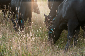 Stud beef cows in a field on a farm in England. English cattle in a meadow grazing on pasture in...