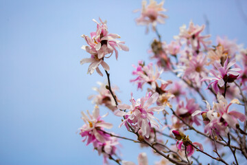 Obraz premium Blooming magnolia in spring. Beautiful buds of pink flowers close-up with blurred space for text.