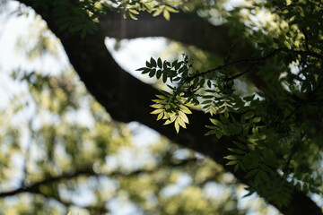 eucalyptus gum trees growing in a bush forest with other species of plants, native to Australia with the blue sky behind their leaves as they blow in the wing