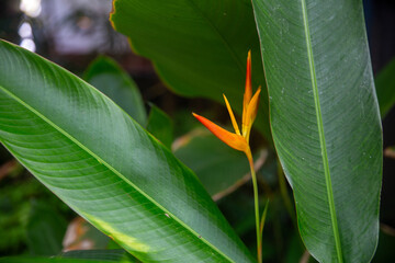 False Birds of Paradise
