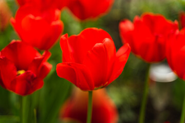 red tulips in the garden