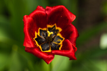 red tulip in the garden