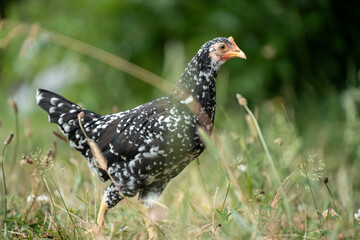 Chickens, hens and chooks, grazing and eating grass, on a free range, organic farm, in a country hen house, on a farm and ranch in Australia.